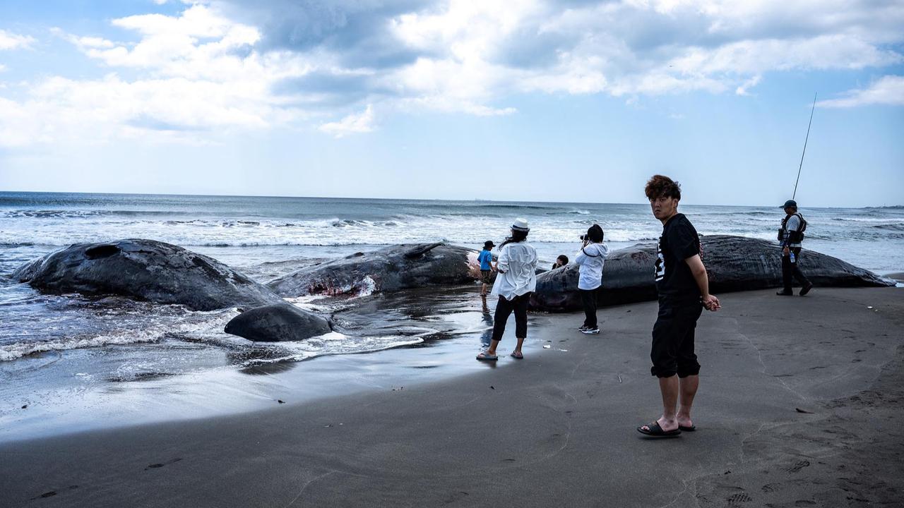 FOTO: Terdampar Sebelum Tsunami,  Misteri Paus Sperma di Pantai Jepang