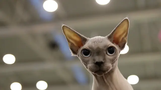 Kontes Kecantikan Kucing