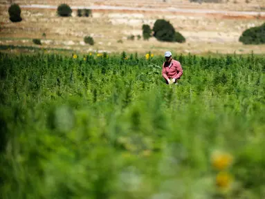 Pekerja menyingkirkan kotoran dan daun kering di ladang ganja di Lembah Bekaa, Desa Yammoune, Kota Baalbek, Lebanon, Senin (23/7). Parlemen Lebanon tengah merancang kebijakan untuk legalisasi ganja medis. (AP Photo/Hassan Ammar)