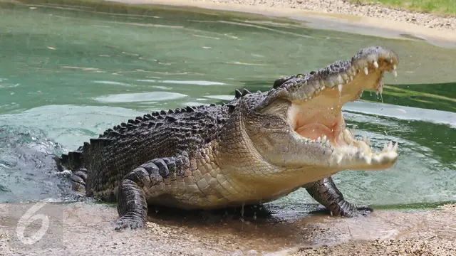 Binatang Buas Buaya