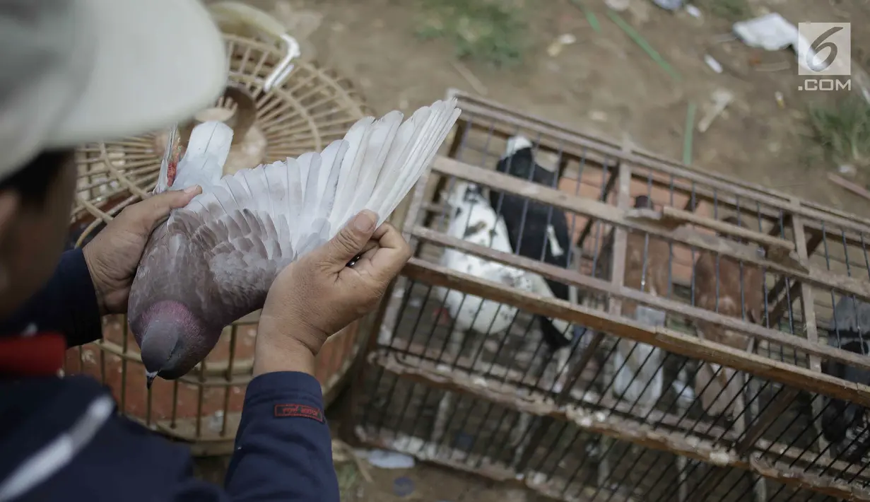 Warga sedang memeriksa sayap merpati kolongan di kawasan Menteng Pulo Jakarta, Minggu (4/3). Setiap akhir pekan komunitas merpati kolongan memanfaatkan waktu untuki ajang persiapan kejuaraan. (Liputan6.com/Faizal Fanani)