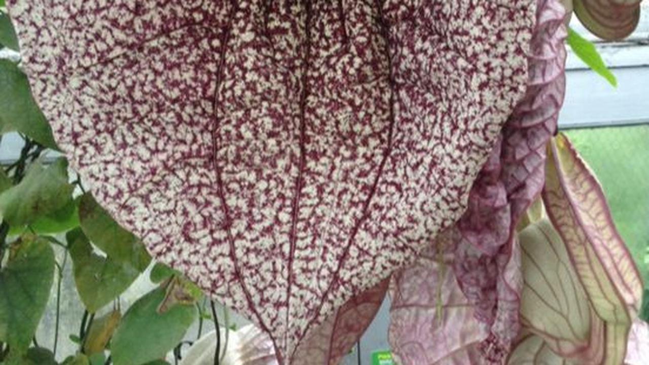 Aristolochia grandiflora