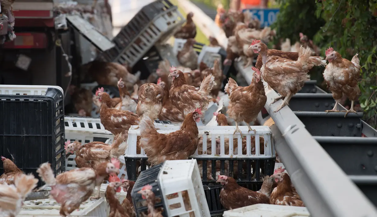 Ratusan ekor ayam lepas di jalan raya A1 di Asten dekat Linz, Austria (4/7). Ayam yang lepas ini menyebabkan kekacauan lalu lintas di wilayah tersebut. (AFP Photo/APA/FOTOKERSCHI.AT/KERSCHBAUMMAYR)