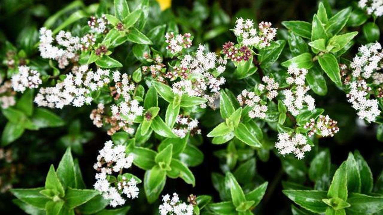 8 Tanaman Teras yang Wangi dengan Warna Estetik, Rahasia Bikin Suasana Rumah Lebih Adem
