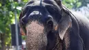 Seekor gajah mengangkut kayu jelang festival Perahera di Kuil Gangaramaya di Kolombo, Sri Lanka (18/2).  Prosesi Navam Budha dalam festival Perahera tersebut berlangsung 18-19 Februari. (AFP Photo/Ishara S. Kodikara)