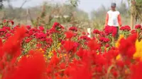 Awalnya, bunga-bunga cantik di lahan pasir Ngepet Sanden, Bantul, untuk mengatasi serangan hama. (KRJogja.com/Sukro Riyadi)