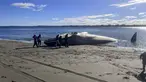 Gambar selebaran yang dirilis oleh organisasi pecinta lingkungan Defendamos Chiloe menunjukkan seekor Paus Biru (Balaenoptera musculus) terdampar di pantai Ancud, pulau Chiloe, wilayah Los Lagos, Chile, pada 5 Agustus 2023. (CLAUDIO KOMPATZKI / DEFENDAMOS CHILOE / AFP)