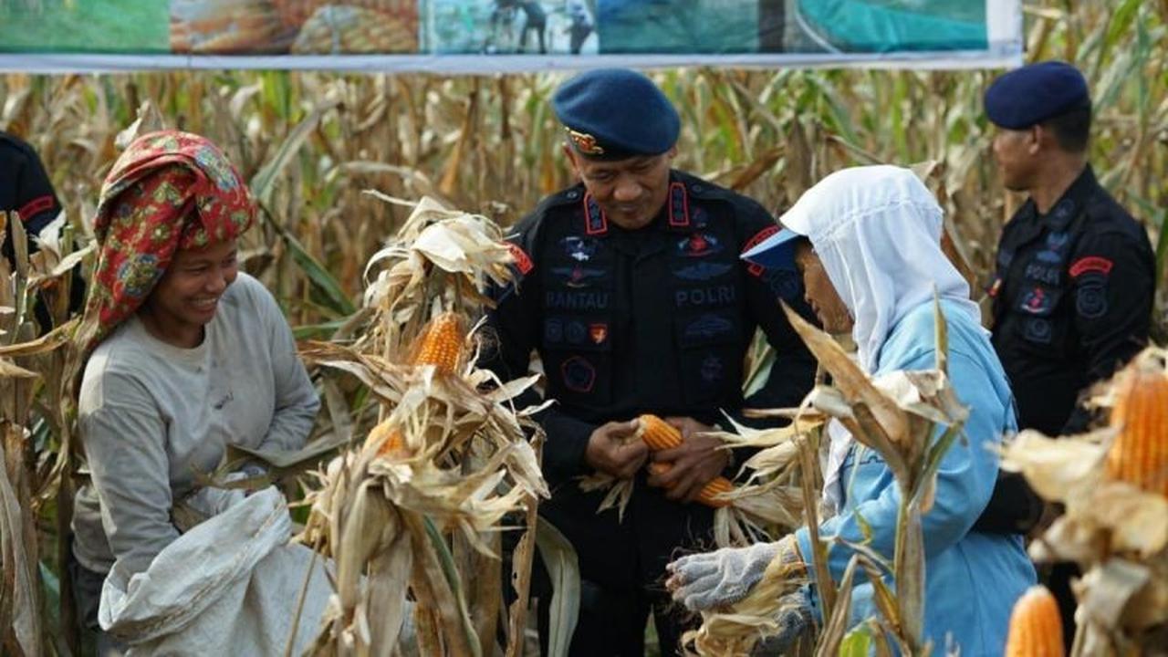 Fakta Unik: Bulog Sumut Serap 2.469 Ton Jagung Pipil Hingga November 2025, Dukung Ketahanan Pangan Nasional