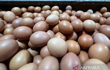 Update Terkini Harga Pangan Strategis: Telur Ayam dan Bawang Merah Stabil Tinggi di Sabtu Pagi