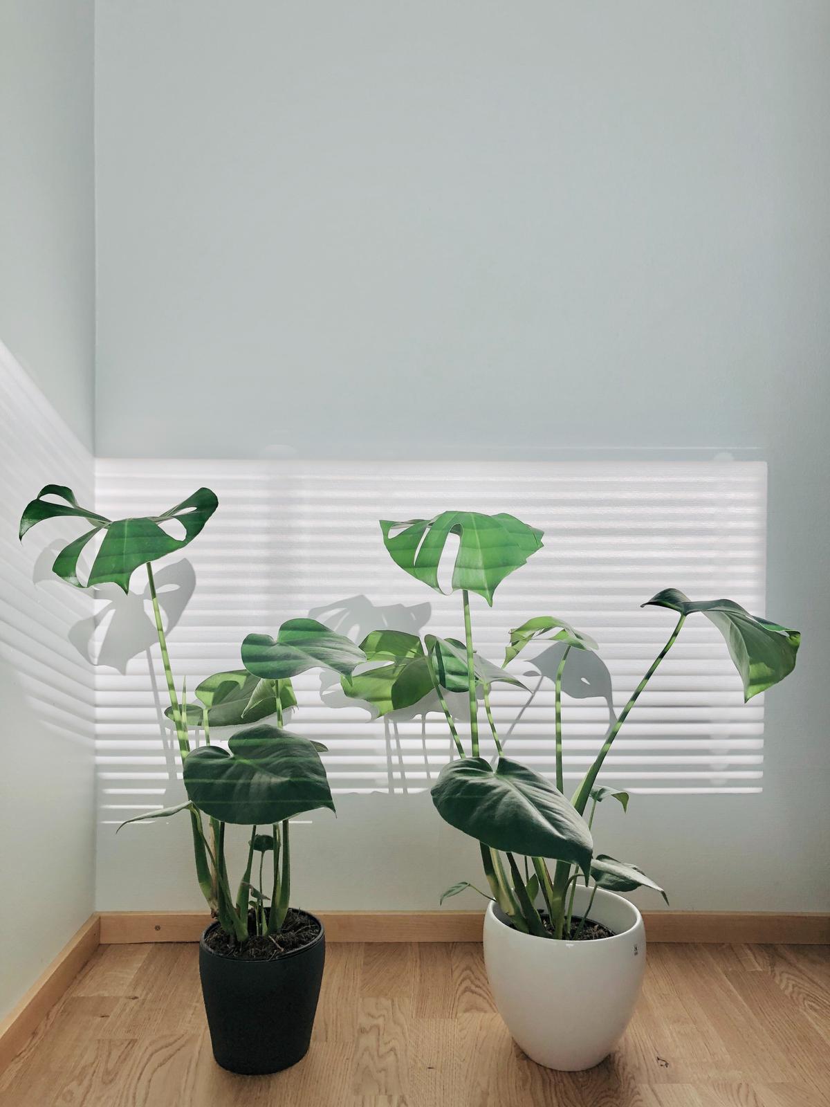 Mini Monstera