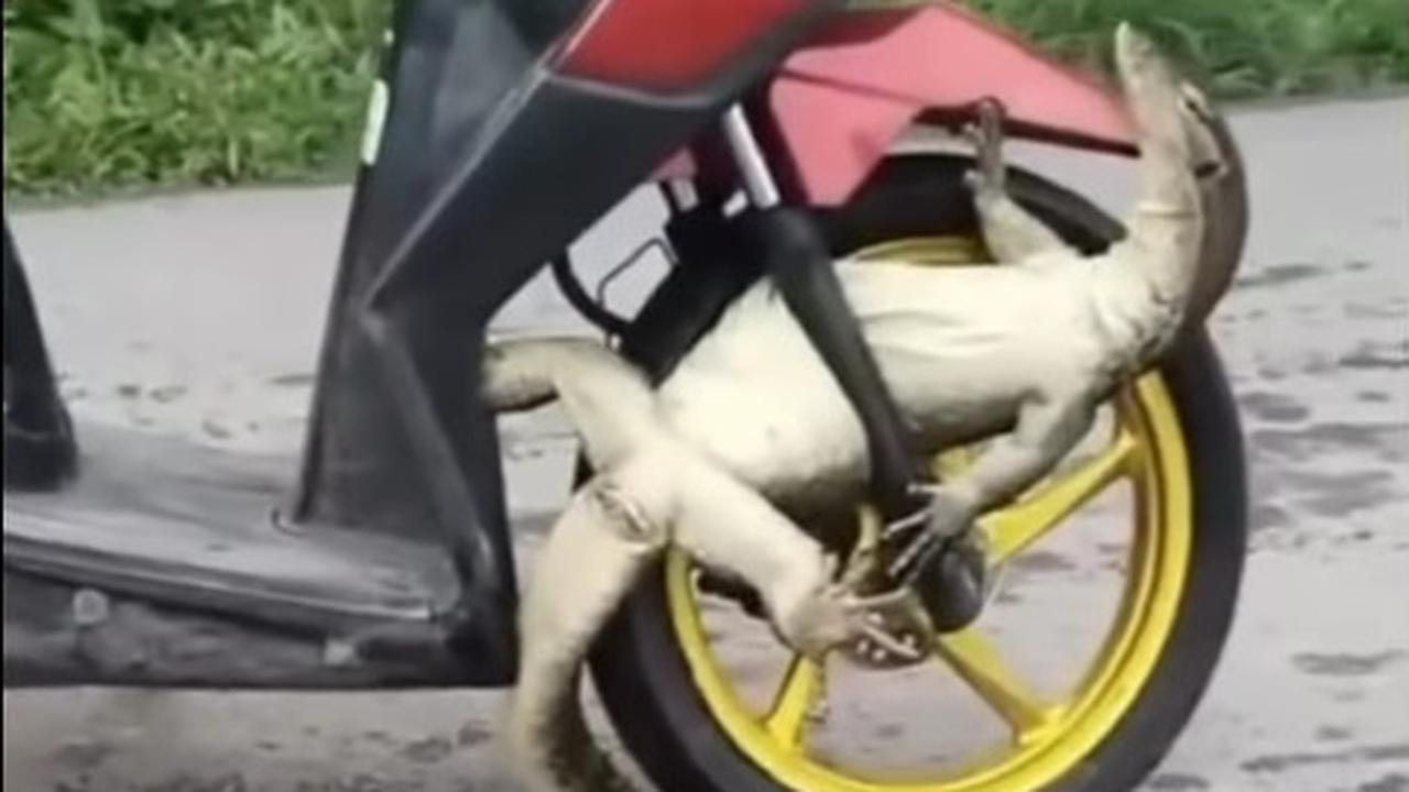 Biawak Jumbo ‘Nebeng’ di Motor Ibu-Ibu, Warganet Ngakak Lihat Videonya