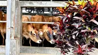 Hari Susu Sedunia menjadi pengingat bahwa sapi memerlukan perlakuan yang baik dari manusia. Pasalnya, sapi merupakan salah satu hewan yang terbilang mudah stres, Malang (30/5/2023), Foto: Ade Nasihudin/Liputan6.com.