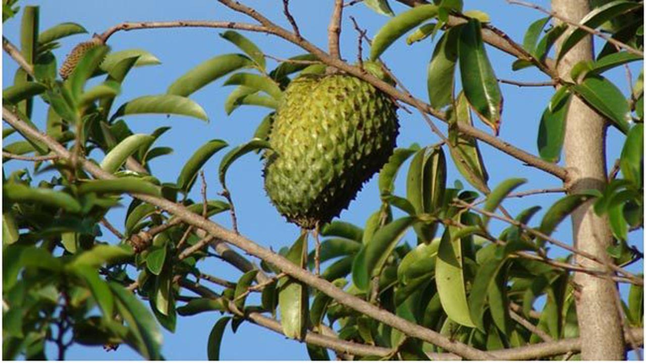 Kegunaan Sirsak untuk Kesehatan