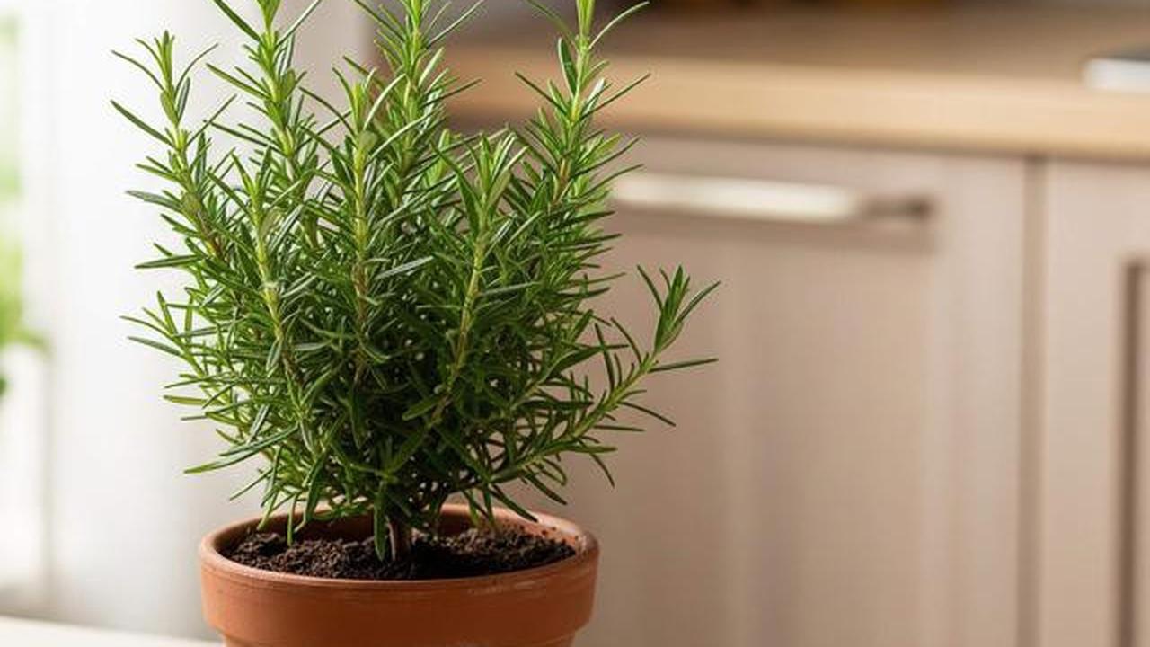 Rosemary: Agen Herbal Penjaga Ginjal, Otak, dan Kesehatan Tubuh Anda