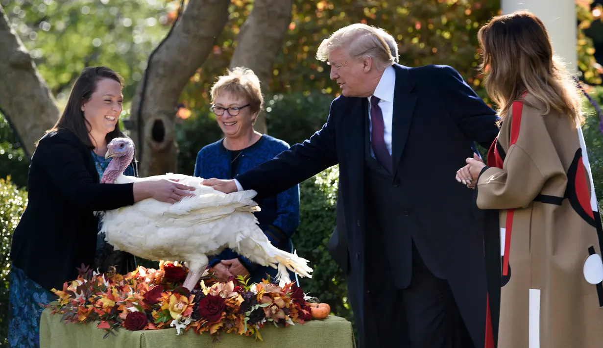Melania Trump menyaksikan saat Presiden AS Donald Trump mengampuni kalkun "Peas" dalam upacara perayaan Thanksgiving di Gedung Putih, Selasa (20/11). Tradisi pengampunan kalkun di Gedung Putih dimulai oleh Presiden George HW Bush. (Brendan Smialowski/AFP)