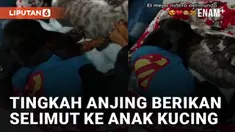 Seekor anjing bernama Balu mencuri perhatian netizen karena tingkahnya terhadap anak kucing