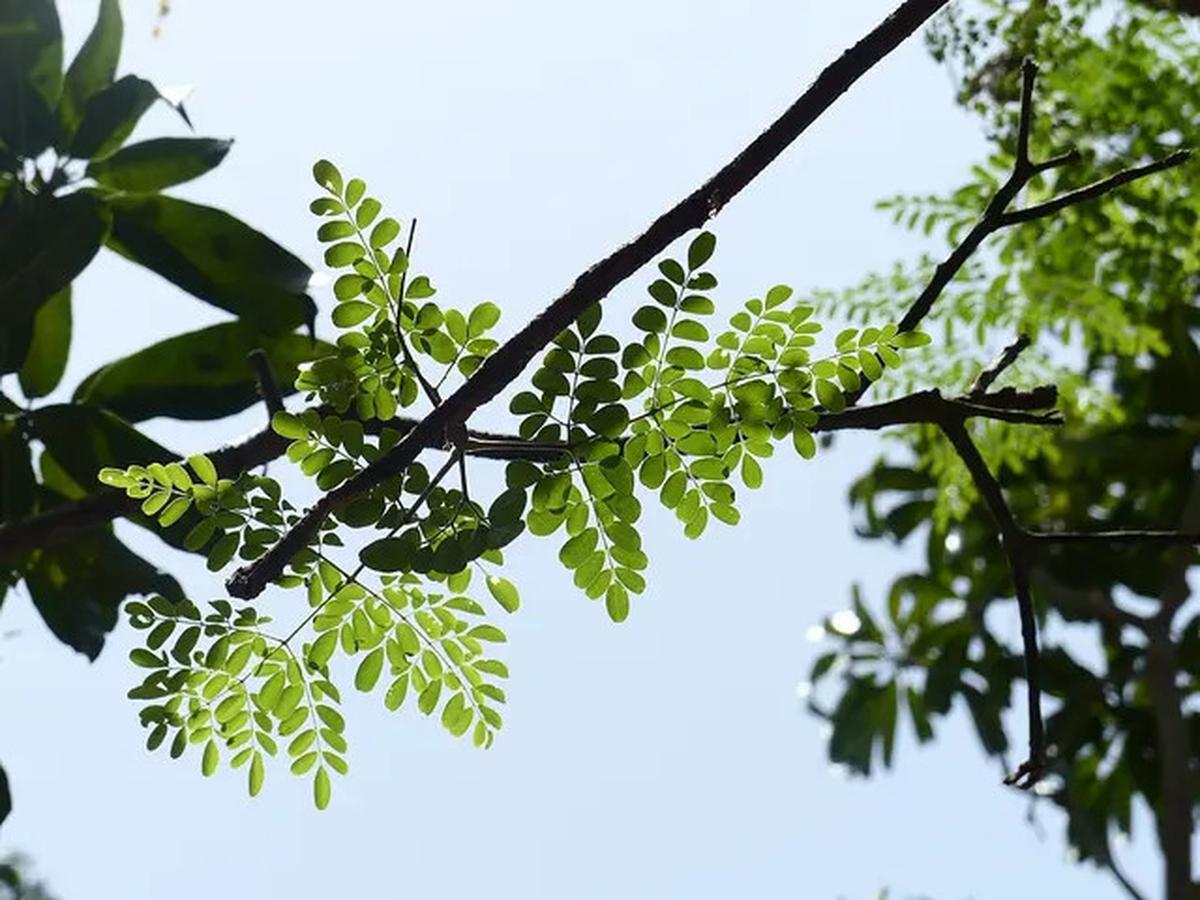 15 Manfaat Teh Daun Kelor, Rahasia Kesehatan dari 'Pohon Ajaib' untuk Tubuh Bugar