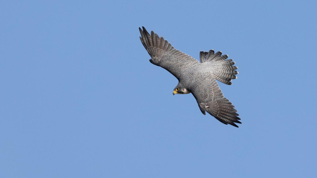 Peregrine Falcon