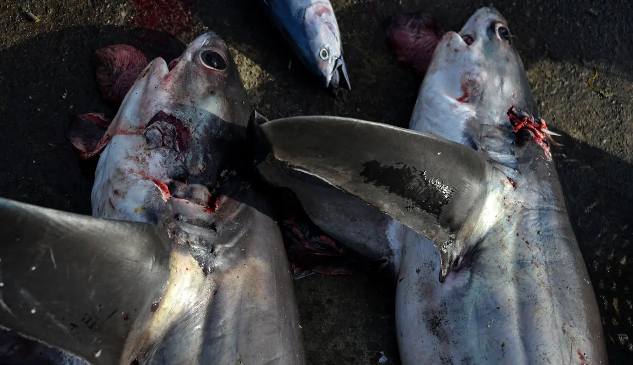 Hiu perontok hasil tangkapan nelayan di sebuah tempat pelelangan ikan di Banda Aceh, Aceh, Kamis (13/6/2019). Penangkapan hiu di daerah itu masih berlangsung, meski upaya sosialiasi terus dilakukan agar nelayan tidak menangkap hiu, terutama jenis hiu tertentu yang dilindungi (Chaideer MAHYUDDIN/AFP)