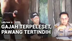 Pawang Tertindih Gajah Sumatra