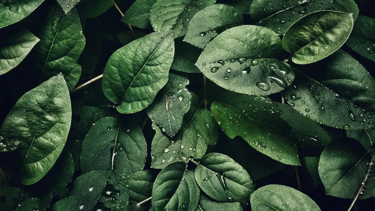 Ilustrasi daun dadap