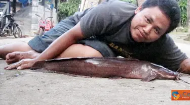 Citizen6, Sragen: Ikan lele ini termasuk ikan raksasa yang memiliki panjang 45 cm yang berhasil dikembangbiakkan oleh Tarmin di Sragen. (Pengirim: Ayu)