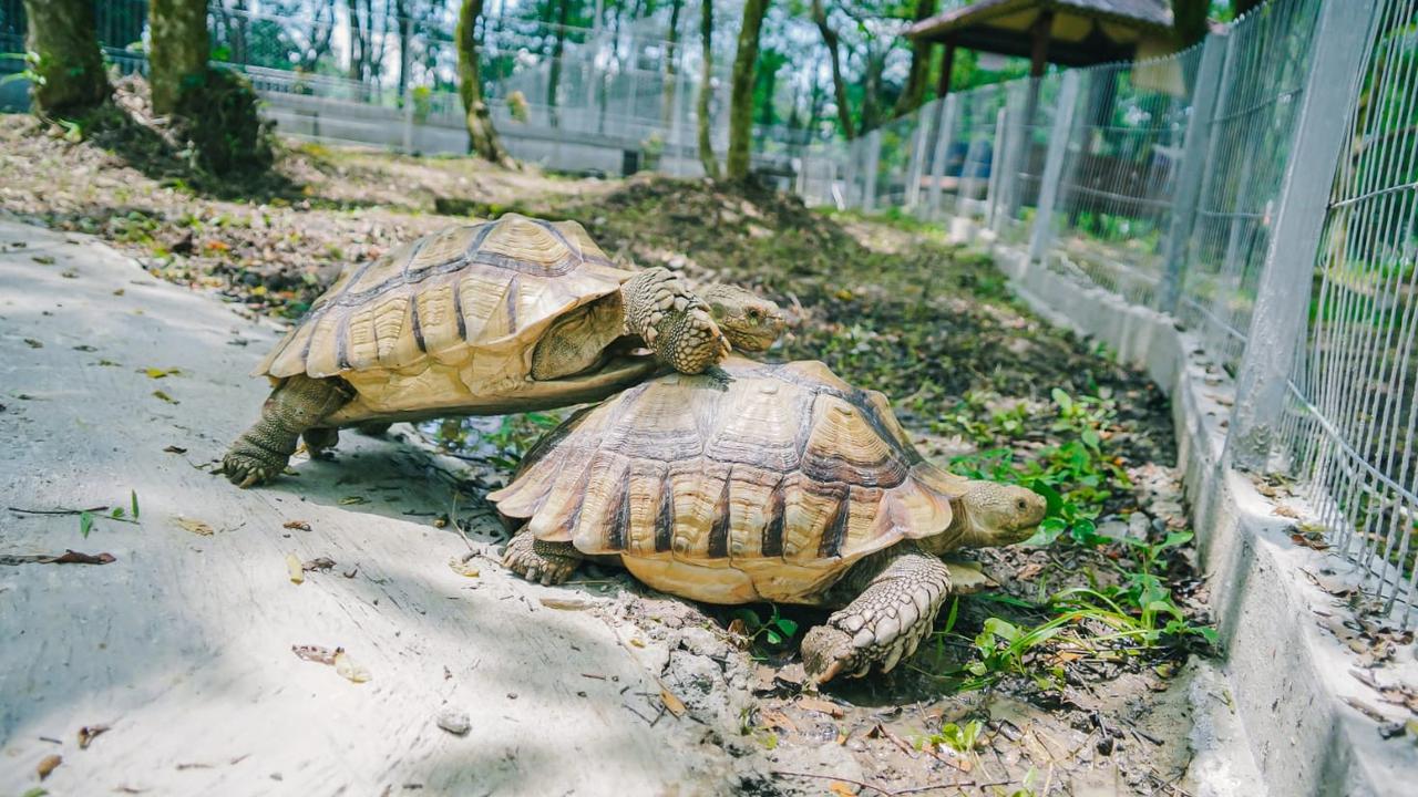 Kawanan rusa totol asal Istana Kepresidenan Bogor di Taman Candika