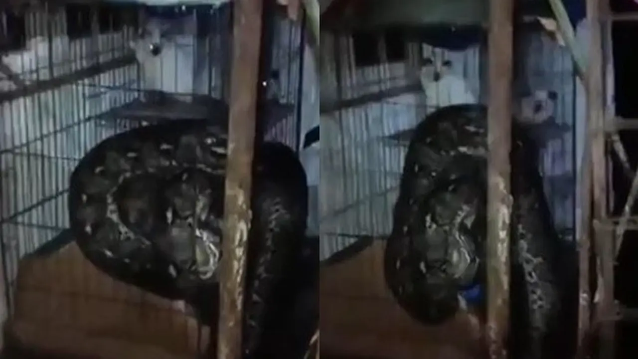 Ular Besar Masuk ke Dalam Kucing saat Banjir, Keselamatan Anabul Bikin Warganet Khawatir
