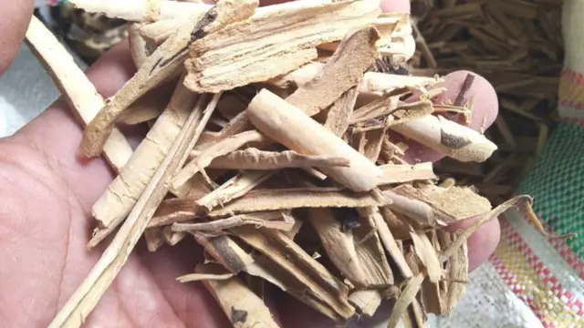 Pulosari salah satu rempah herbal untuk membuat jamu
