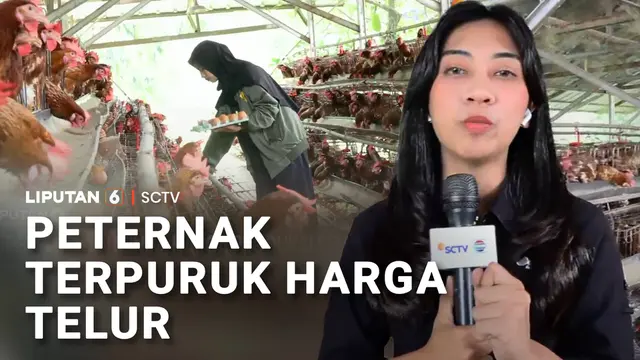 Harga Telur Terpuruk, Peternak Ayam di Ujung Tanduk