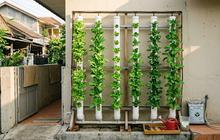 Cara Membuat Kebun Sayur Vertikal di Lahan Sempit dengan Pipa Paralon, Mudah dan Hemat Tempat