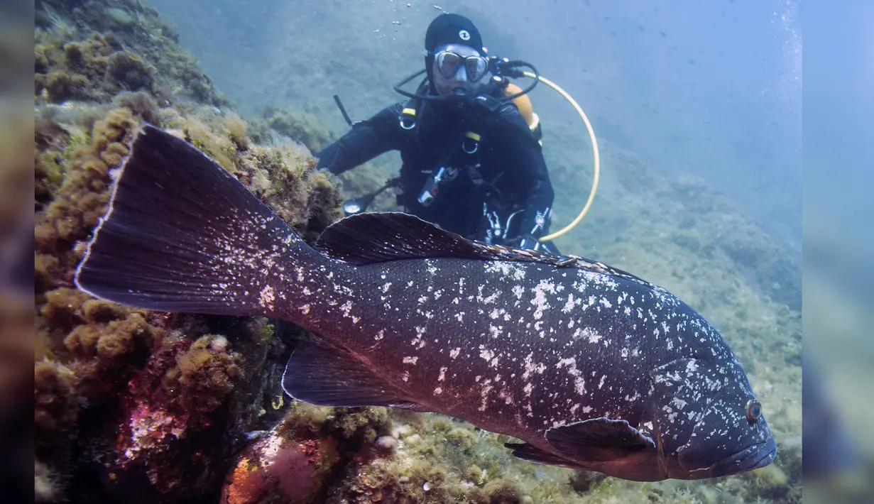 Penyelam memperhatikan ikan Kerapu yang lewat di depannya di taman alam Port-Cros, Prancis, Senin (1/5). Ikan Kerapu kini menjadi langka akibat perburuan dan pencemaran. (AFP Photo/ Boris HORVAT)