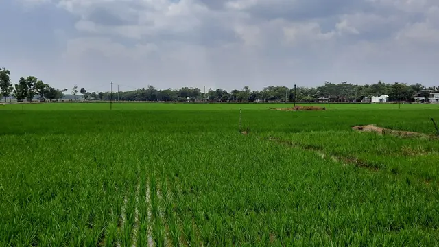 Komplek Persawahan di Kabupaten Sukoharjo Jateng Teraliri air bekas Energi dari PLTA Wonogiri