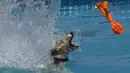 Seekor anjing berenang mengejar mainnya saat mengikuti kompetisi Splash Dogs di Costa Mesa, California (28/4). Dalam kompetisi ini para anjing harus melewati rintangan dan tantangan. (AFP/Mark Ralston)