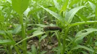 Cara Membasmi Ulat Grayak yang Merusak Daun Kangkung Secara Alami