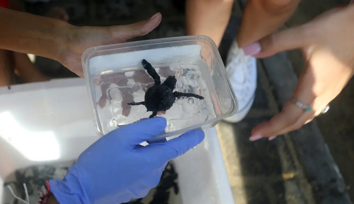 Seorang sukarelawan memberikan bayi penyu kepada seorang turis untuk dilepaskan ke laut di Pantai Kuta, Bali, Indonesia, 17 Agustus 2022. Sekitar 400 penyu Lekang yang baru menetas dilepaskan saat kampanye untuk menyelamatkan penyu yang terancam punah. (AP Photo/Firdia Lisnawati)