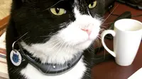 Biasa Tangkap Tikus, Seekor Kucing di Inggris Akan Pensiun