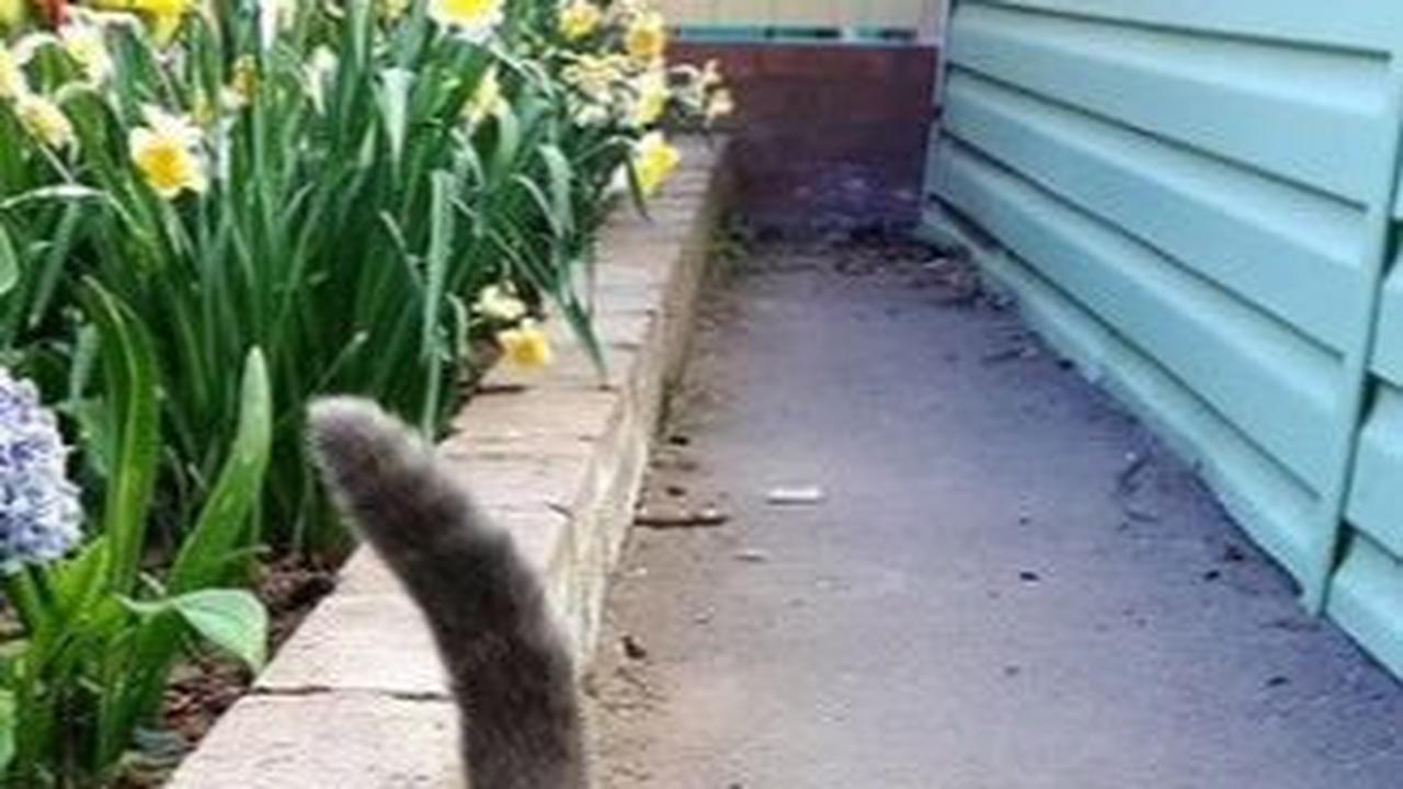 Awal Mula Viralnya Fedya Si Kucing Mirip Kartun
