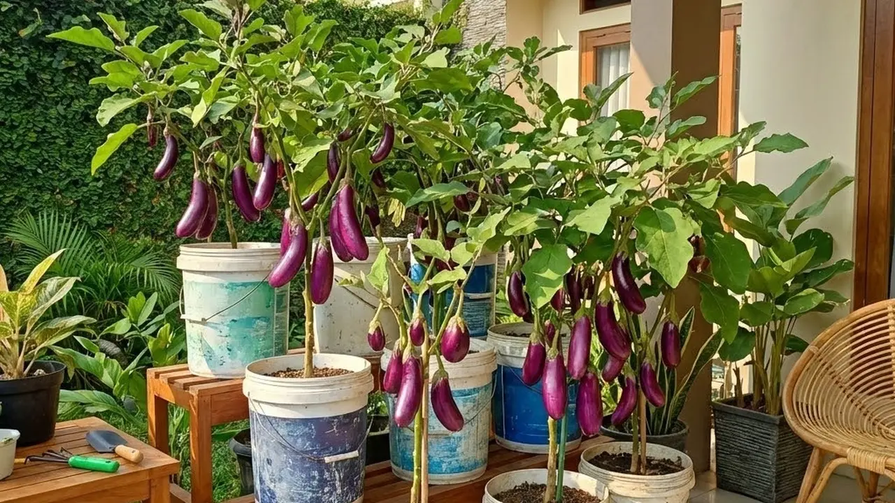 Ide Kebun Sayur di Rumah Modal Rp 100 Ribuan