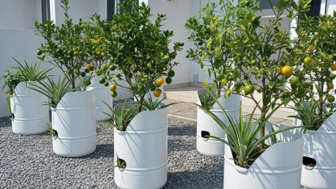 8 Ide Desain Kebun Buah Mini untuk Rumah Subsidi Tipe 27 Tahun 2026, Cocok di Lahan Terbatas