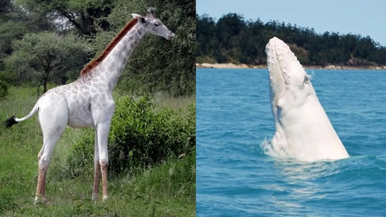 Hewan Albino Langka