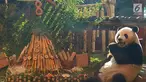 Panda Cai Tao keluar dari ruangan menuju tumpeng sebagai hadiah ulang tahunnya ke-8 dari pengelola Taman Safari Indonesia di Cisarua, Bogor, Jawa Barat, Sabtu (4/8/2018) sore. (Liputan6.com/Achmad Sudarno)