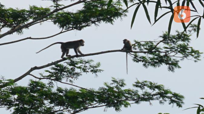 Monyet ekor panjang yang mudah dijumpai di sekitar pemukiman Orang Rimba. (Liputan6.com/Gresi Plasmanto)
