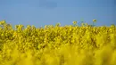 <p>Pemandangan langit biru dan ladang ladang bunga canola berwarna kuning keemasan yang mekar di Lellinge dekat Koege, Denmark timur, pada 15 Mei 2022. Lanskap tersebut terlihat menyerupai warna bendera nasional Ukraina yang berwarna biru dan kuning. (Mads Claus Rasmussen / Ritzau Scanpix / AFP)</p>