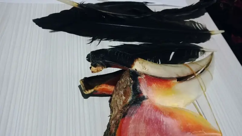 Barang bukti pembantaian burung rangkong, berupa paruh dan bulu, yang disita polisi