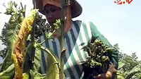 Petani Tembakau dan Kakao Kelimpungan