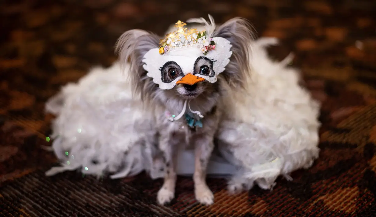 Seekor anjing mengenakan topeng dan kostum untuk New York Pet Fashion Show ke-17 di New York City, Kamis (6/2/2020). Acara ini menampilkan pertunjukan anjing yang berjalan di catwalk dengan kostum yang unik. (Photo by Johannes EISELE / AFP)