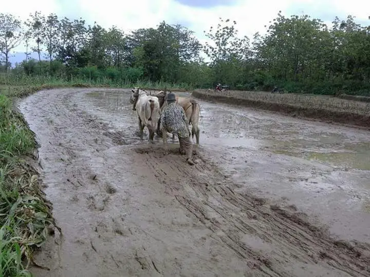 Membajak sawah secara tradisional, upaya menyatukan kosmos dan mengendalikan nafsu serakah atas nama produktivitas. (foto: liputan6.com/dok.JM-PPK/edhie prayitno ige)