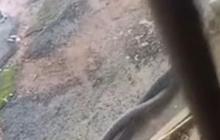 Video Duel Ular Mematikan Black Mamba Demi Memikat Hati Sang Betina