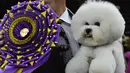 Anjing Bichon Frise bernama Flynn berpose setelah memenangkan "Best in Show" di Westminster Kennel Club 142's Dog Show Tahunan di New York (13/2). (AFP Photo/Timothy A. Clary)